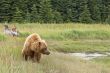 brown bear walking