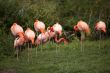 group of pink flamingos