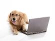 Laptop Golden Retriever