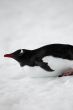 gentoo penguin