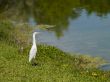 little egret