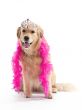 princess golden retriever