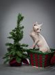 climbing elf cat