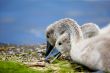 Baby Swans Eating Lunch