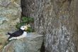 resting puffin