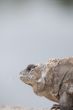 head of a mature iguana 