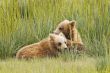 pair of cubs