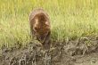 climbing down cub