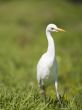 intermediate egret