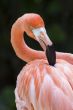 flamingo detailed head portrait