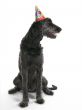 Looking Labradoodle