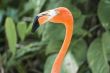 cropped american flamingo
