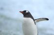 gentoo penguin