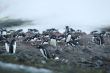 large group of gentoo penguins