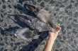 hand feeding pigeons