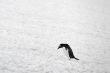 penguin on snow
