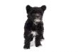 black hairy dog