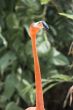 pink flamingo