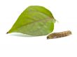 caterpillar with a leaf