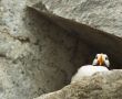 puffin from below