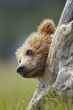 bear in stump