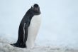 penguin on snow