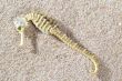 sea horse