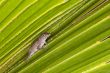 lizard
