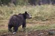 rear view of a bear