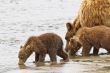 bears drinking