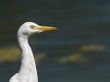 heron bird