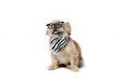 pets with fashion sense