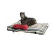 greyhound relaxing
