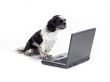 dog sitting looking at laptop