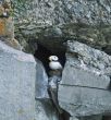 hiding puffin