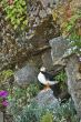 rocky puffin