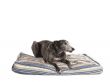 lying greyhound 