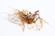 house centipede