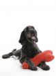 Labradoodle Pillow