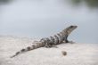 lizard