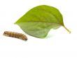 brown caterpillar and leaf