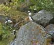 rocky habitat