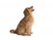 brown puppy looking up