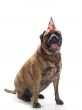 birthday hat dog