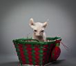 elf cat in basket