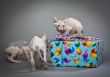 birthday elves