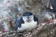 gentoo penguin