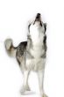 image of a dog howling