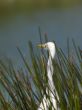 aquatic bird surrounded by grass