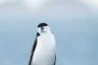 gentoo penguin